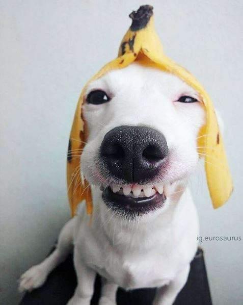 露牙笑狗狗,迷人笑容配上鲜花谁不拜倒在它的狗尾巴下!