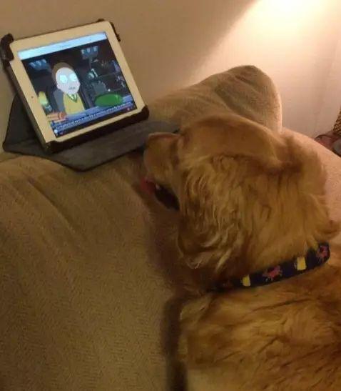 大金毛看电视超入迷,恨不得钻进屏幕里!原来狗子也爱看啊!