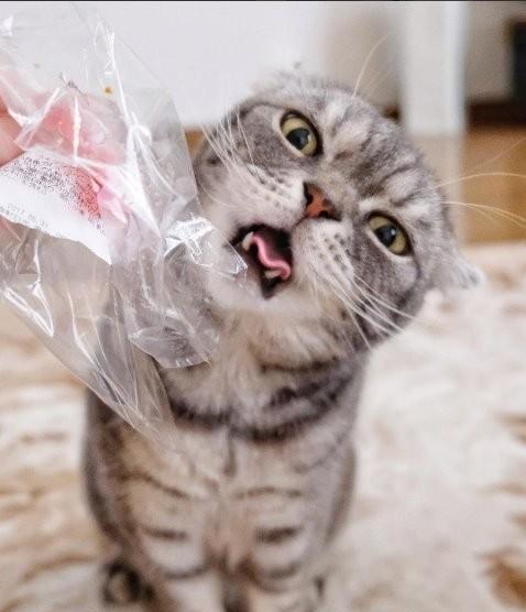 颜艺浑然天成的不良猫coco,这么霸气的帅脸谁与争锋