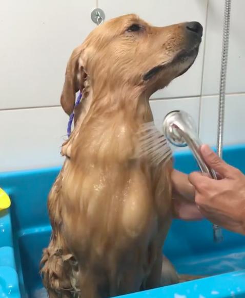 影片中的阿金正在淋浴,它洗澡的的时候,舒服的表情真的太可爱!