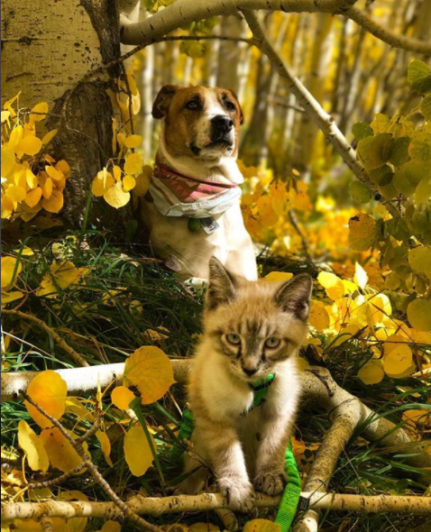 这只狗狗背着猫四处旅行,看遍人间美景,网友:真爱不分种族