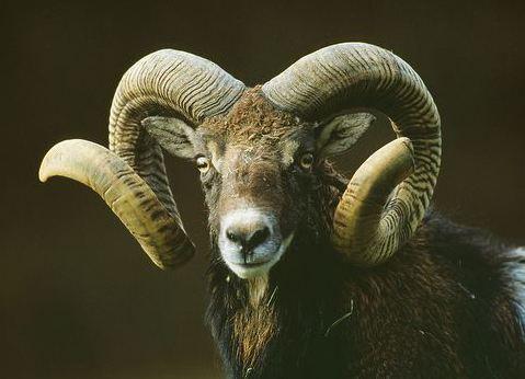 盘羊的羊角这么大, 不会头沉吗? 会的