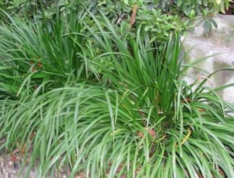 三钱|菖蒲|植物_新浪网