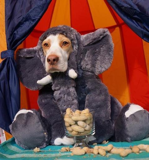 超爱角色扮演的汪星人maymo, 无论是动物还是东西都难不倒它!