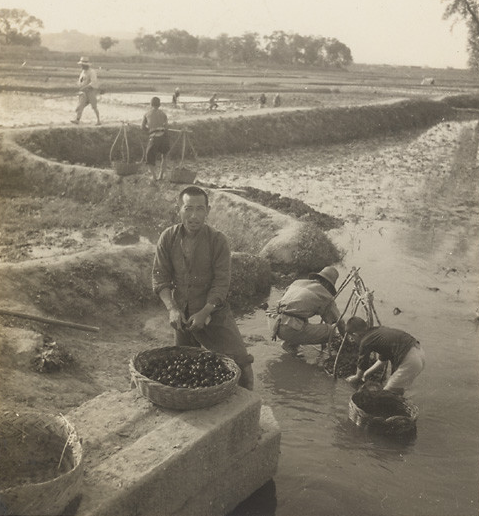民国农民生活百态:稻田里插秧的农夫 农闲时编苇席的农妇_新浪看点