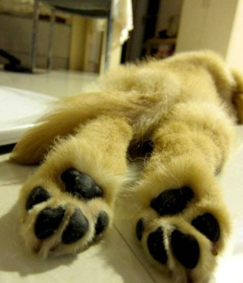 萌萌哒小狗爪子,有木有很可耐