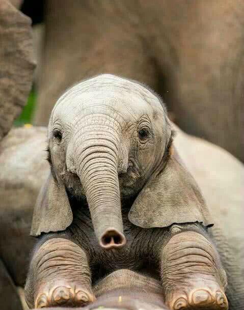 摄影师镜头下美美的小象宝宝,看起来笨笨哒,萌萌哒,超可爱