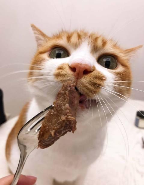 一只爱吃肉肉的猫咪, 见到肉整只喵都精神了, 网友: 小馋猫|猫咪|吃肉
