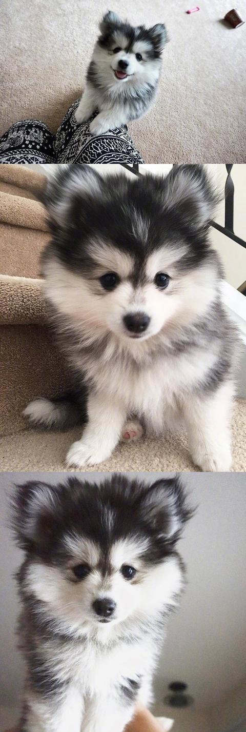 哈士奇与博美的爱情结晶,太可爱了,好像超越了种族的混血美女!