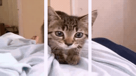 小心啦一大波贞子猫就要从手机里钻出来咯