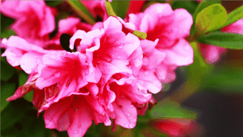 480_270gif 动态图 动图