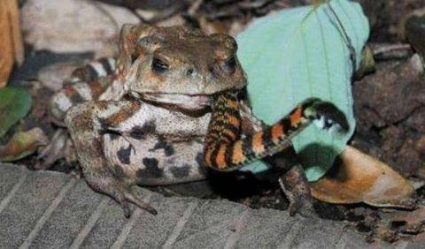 最后一个人们都说它很凶残|眼镜王蛇|昆虫|浣熊_新浪新闻