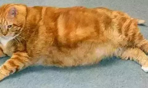 橘猫胖到40斤被主人抛弃，减肥瘦到18斤人见人爱|减肥|主人|好心人_新浪新闻