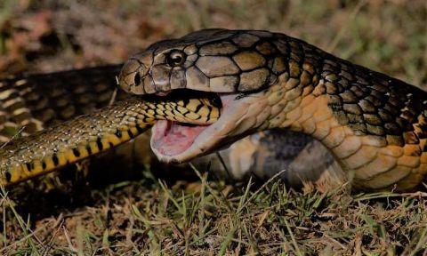 吃蛇本领哪家强最后一个人们都说它很凶残