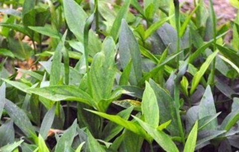 比干与空心菜传说,比干的后代是否存在.