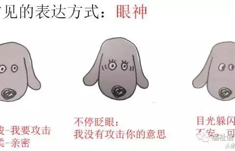 宠物心理行为学大揭秘!|狗狗|大型犬|讯号_新浪新闻