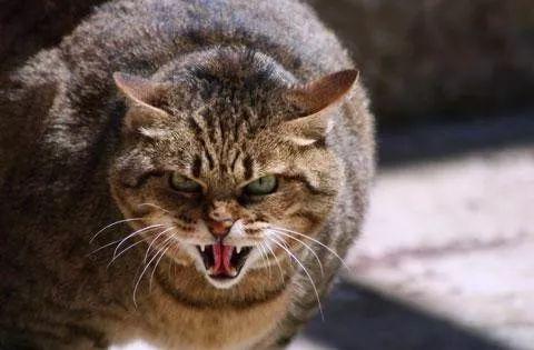 靠肢体动作加面部表情就能懂得喵星人的"猫语"