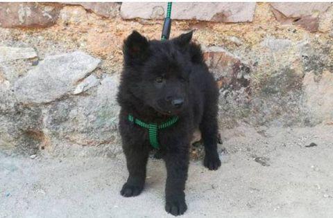 老人买一条小黑狗, 发现它的舌头是黑的, 有人出高价购买被他婉拒