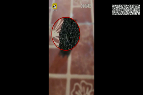 密密麻麻的蛆虫大军来袭,密集恐惧症慎点
