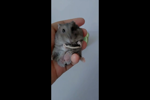 小仓鼠啃瓜子,看着又呆又可爱了