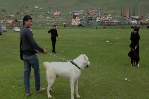 蒙古阿拉拜咬狼犬,美女牵着藏獒都害怕!这气场太强