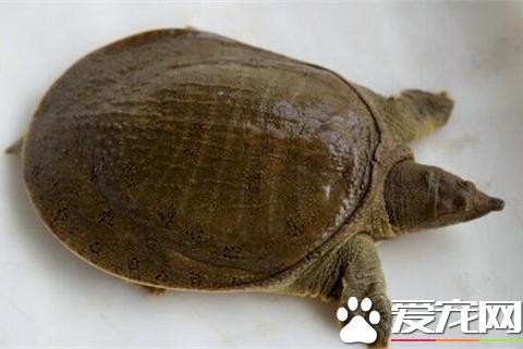 龟和鳖能一起养吗 不放在一起养的原因|鳖|龟|乌龟|王八|猪鼻龟_新浪新闻