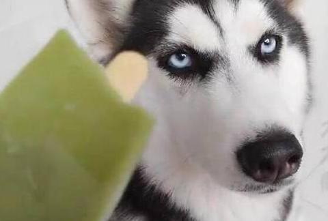 搞笑:吃了冰棍的哈士奇,狗狗瞬间表情亮了,太逗了