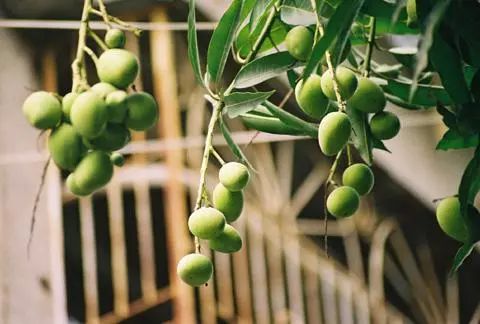 吃剩的芒果核千万别扔!种在土里立马长出小芒