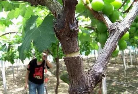 果农注意啦!果树环剥技术和注意事项!一定要学习