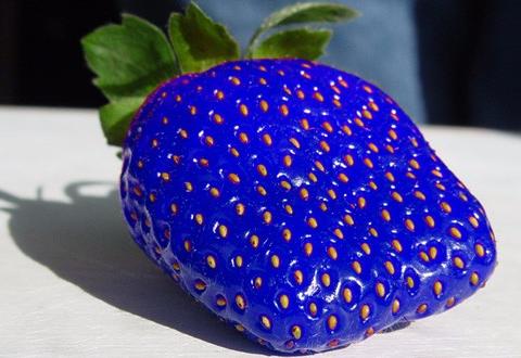 网上看到的那些蓝色的草莓真的存在吗?