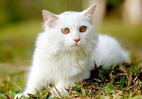 帝至此深居简出,几乎不近女色,而能时时刻刻陪伴他的,无疑是霜眉了