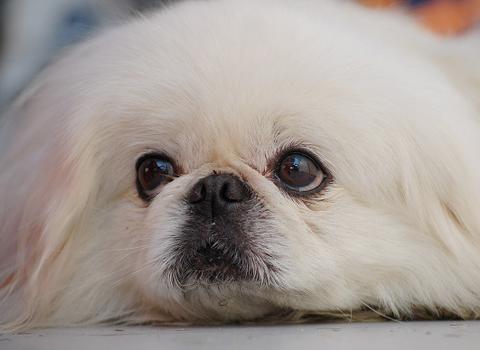 它们是日本人注册最多的玩赏犬，但它却是中国的狗！|狗狗|狮子狗|狗_新浪新闻
