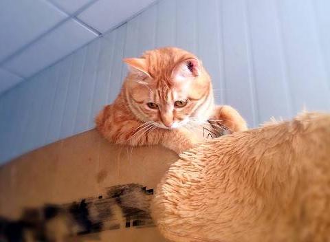 橘猫小胖真的是太萌了,这一抬头,大老爷们的心都软了