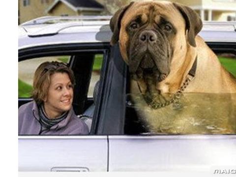 十大巨犬排名 大狗都在这里集合了|体重|巨犬|大狗|牧羊犬|西班牙_新浪新闻