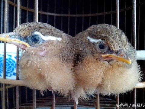 怎樣餵養畫眉鳥雛鳥?