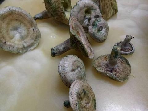 冬天吃松树菇有什么好处？|松树|蘑菇|松蘑_新浪新闻
