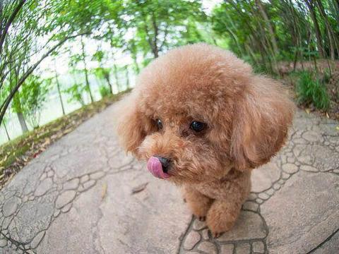 为什么博美犬爱叫讨人厌,扰民还有很多人养?