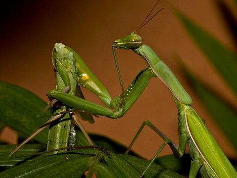 如果家里喷了杀虫剂,喂食螳螂的苍蝇蛹不小心沾染到,几次清水清洗过还能继续喂给螳螂吗?