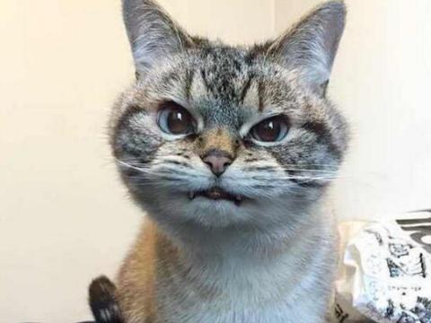 布偶猫长着一张凶巴巴的脸,见谁瞪谁:你欠我一斤小鱼干!