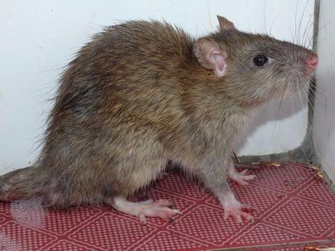 中国常见的5种老鼠,最后一种最危险,曾杀死1/3的欧洲人!