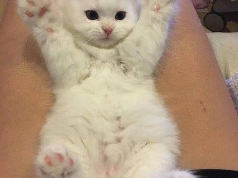 猫咪举手投降了