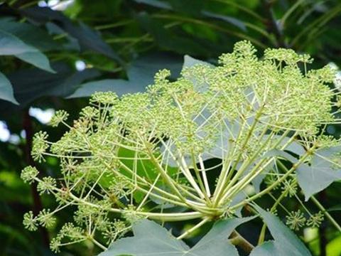 刺楸的价值和栽培技术_新浪新闻
