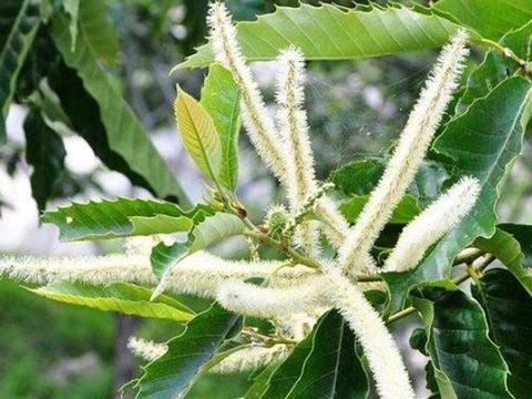 板栗的价值和栽培技术|板栗|技术|价值|栽培|树皮_新浪新闻