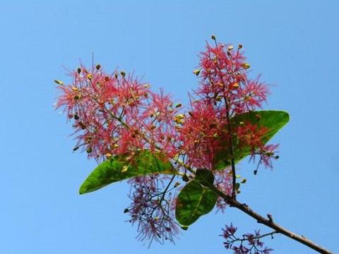 黄栌的价值和栽培技术|黄栌|红叶|技术_新浪新闻