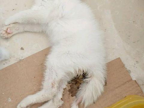 猫咪在宠物店洗澡,第二天突然病死