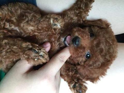 不小心被狗咬伤后,第一时间如何处理呢?!|被狗咬伤|病毒|狂犬疫苗|狂犬|被咬伤_新浪新闻