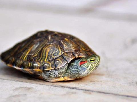 乌龟眼睛凹进去了是不是死了