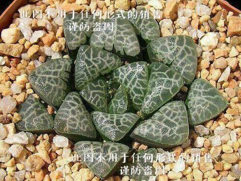 关于十二卷"寿"分类中基础品种的一些区分, 多肉辨别教程