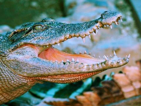 远古泥盆纪之王:以鲨鱼为食,一口能将鲨鱼咬成两截!