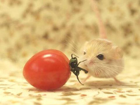 日本很火的宠物鼠侏儒跳鼠